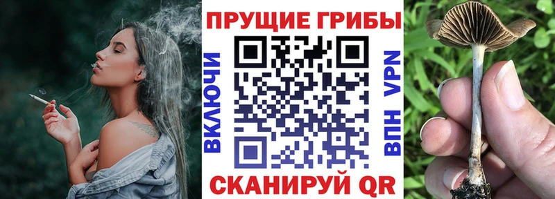 omg как зайти  цены   Сенгилей  Псилоцибиновые грибы Psilocybine cubensis 